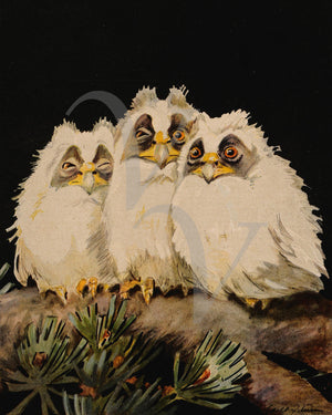 Antique artwork of three baby owls on a branch