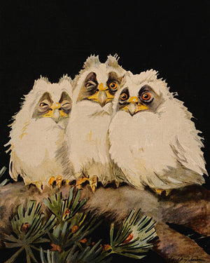 Vintage illustration of three baby owls on a branch
