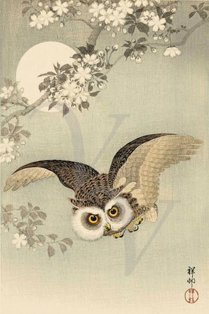 Owl In Flight with Full Moon and Cherry Blossoms by Ohara Koson