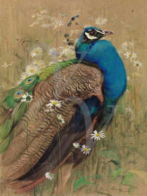 Antique painting of a peacocks amongst daisies