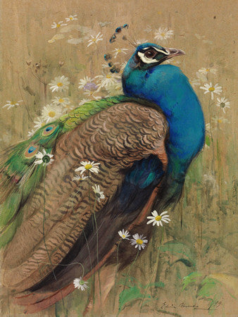 A Peacock and Marguerites by Edwin John Alexander