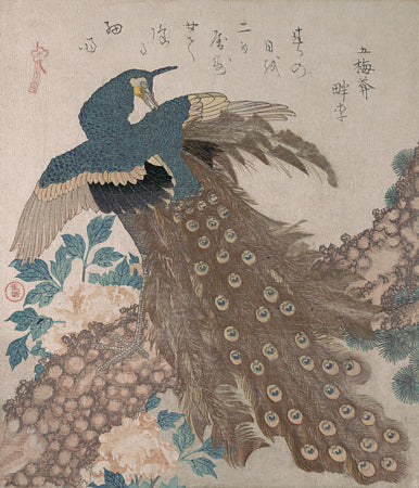 Peacock in a Pine Tree by Totoya Hokkei. Vintage Japanese artwork