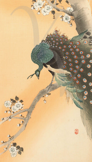 Peacock in Cherry Tree by Ohara Koson. Japanese woodcut artwork