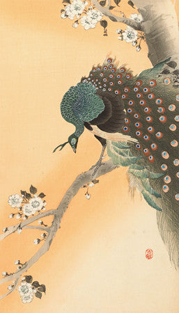 Peacock in Cherry Tree by Ohara Koson. Japanese woodcut artwork
