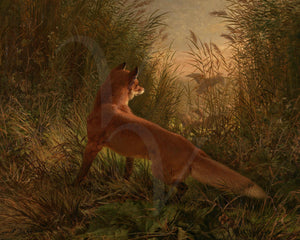 The Fox. Antique Wildlife Painting. Vintage artwork. Foxes