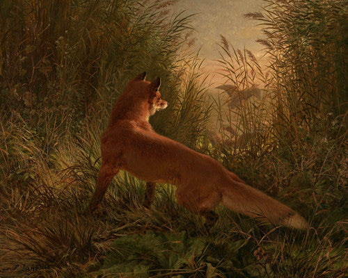 The Fox. Antique Wildlife Painting. 