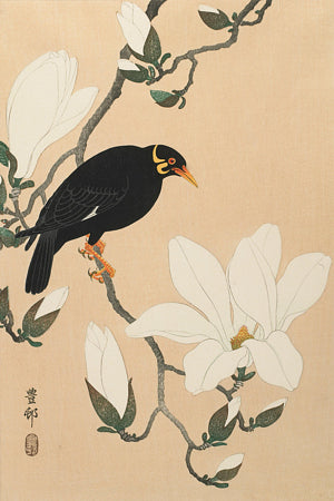 Myna Bird on a Magnolia Branch by Ohara Shosun