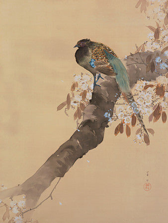 Pheasant Sitting on a Cherry Blossom Branch by Ohara Koson