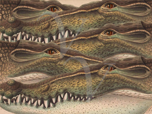 Crocodile collage. Eyes and teeth