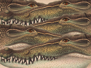 Hungry Eyes. Crocodile collage. Vintage reptiles artwork