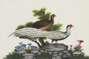Exotic birds in a landscape. Antique Chinese painting