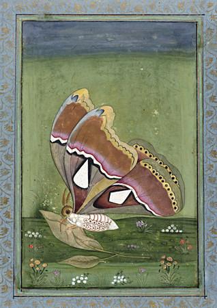 Indian Atlas Butterfly. Antique Painting India. Fine Art Print