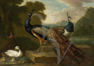 Peacocks and Ducks in an opulent landscape. Antique painting. Fine Art Print