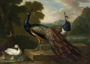 Peacocks and Ducks in an opulent landscape. Antique painting. Fine Art Print