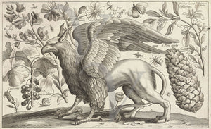 Griffin engraving with botanical decoration. Fine art print