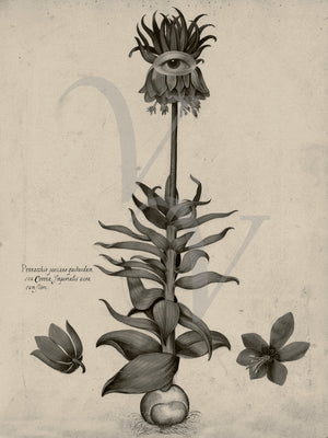 Talisman. Vintage plant with eye curio. Original collage. Fine art print 