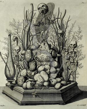 Little skeletons in a curious botanical display. Illustration by Frederik Ruysch