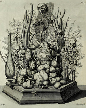 Anatomical botanical curios by Frederik Ruysch