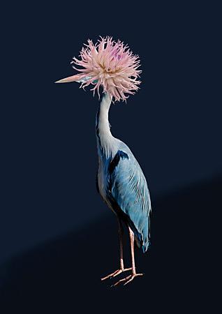 Gala. Abstract Blue Heron, Flower Bird Collage. Fine Art Print