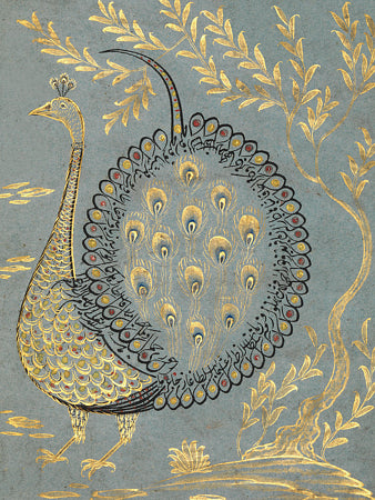 Turkish peacock painting. Fine art print