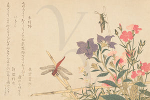 Red Dragonfly and Locust by Kitagawa Utamaro. Japanese wooblock artwork