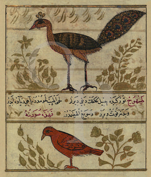 Ottoman Turkish bird painting. Peacock and Partridge