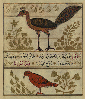Paintings of a peacock and a partridge from from an Ottoman Turkish manuscript. 