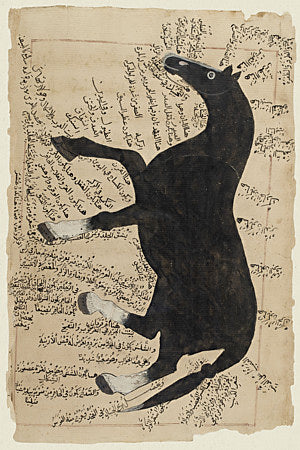 Antique Persian Horse Illustration. Fine art print 