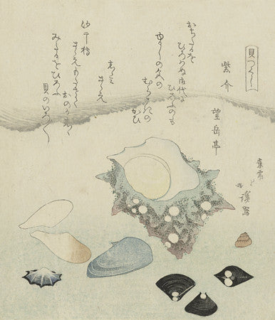 Shells and Clams. Japanese Woodcut. Antique Asian Beach Fine Art Print