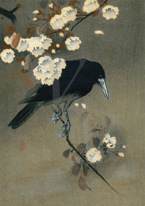 Crow and Blossoms. Japanese woodblock print by Ohara Koson. Fine art print