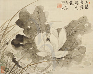 Lotus Flower. Antique Japanese painting. Fine Art Print 