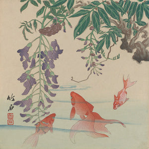 Japanese woodblock print of a goldfish and wisteria. Fine art print
