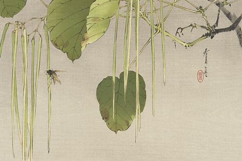 Japanese woodblock print of Catalpa Pods and a Bee by Watanabe Seitei. Fine art print