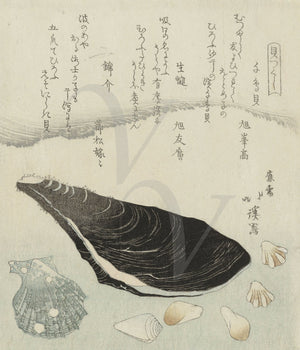 Japanese seashells. Toyota Hokkei. Fine Art Print