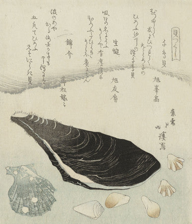 Japanese seashells. Toyota Hokkei. Fine Art Print