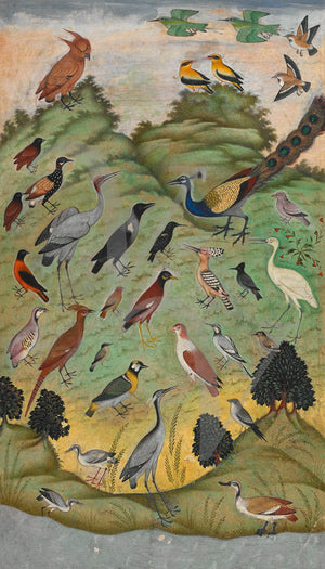 Persian animal fables. Assembly of Birds painting. Owls, peacocks, crows. Fine art print 