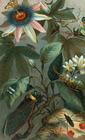 Passion Flower and Cicada. Vintage botanical illustration. Fine art print