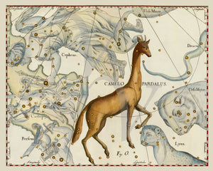 Camelopardalis. Vintage astronomy. Star map. Fine art print