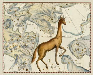 Camelopardalis constellation. Antique astronomy. Celestial chart. Fine art print