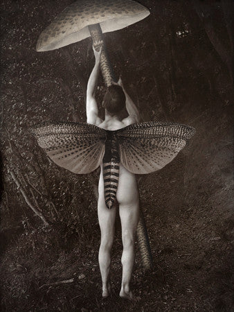Night Light. Moth man with mushroom. Original nature collage