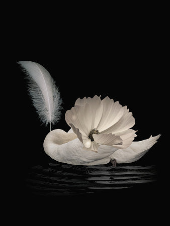 Swan Lake. Abstract surreal bird original collage. Fine art print