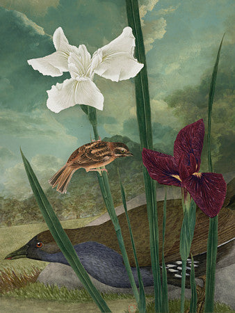 Harmony. Birds in garden collage. Fine art print 