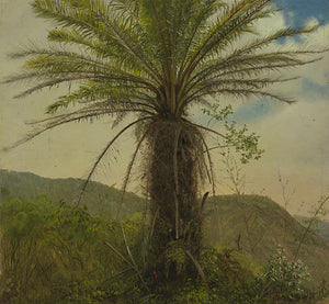 Antique painting of a tree fern. Fine art print