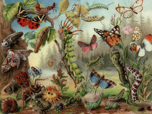 Caterpillars, Moths and Flying Insects. Vintage natural history fine art print