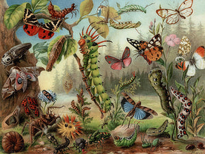Caterpillars, Moths and Flying Insects. Antique natural history fine art print