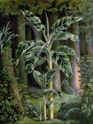 Tropics. Palm Trees. Jungle. Vintage rain forest. Fine Art Print