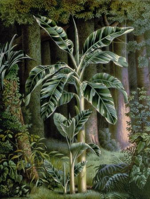 Tropics. Rain Forest Palm Trees. Antique Botanical Wall Art. Fine Art Print