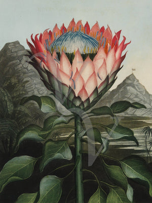 Artichoke Protea. Vintage Botanical Painting. Fine Art print