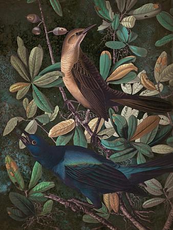 Morning Song. Dark forest birds collage. Fine art prints 