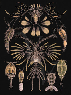 Copepods. Natural history aquatic creatures. Fine Art Print